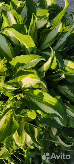 Хоста, Бадан