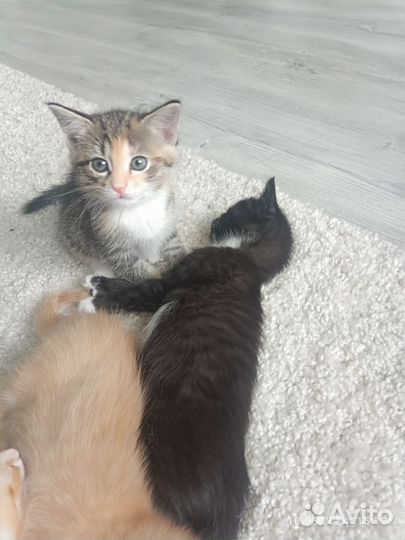 Котята в добрые руки