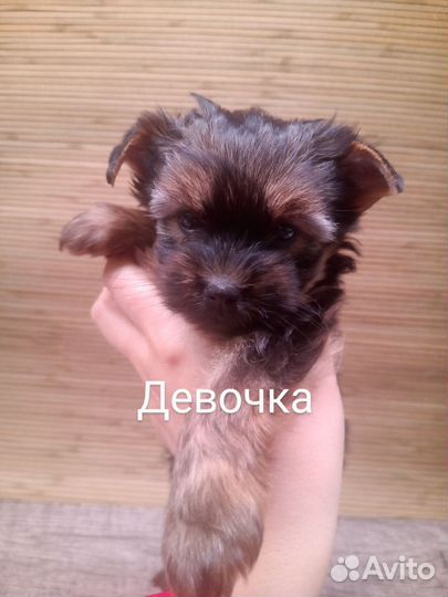 Йоркширский терьер щенки