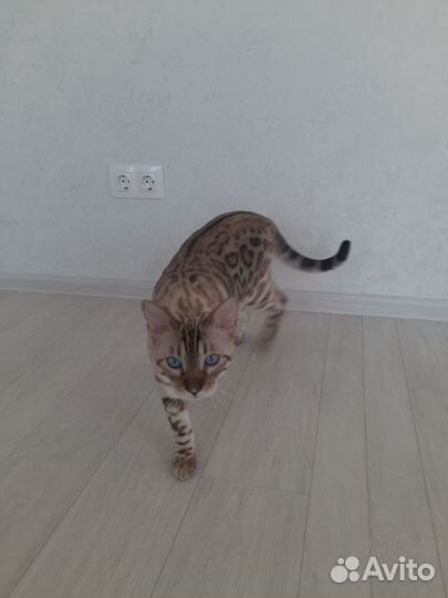 Кот Бенгальской породы