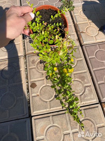 Вербейник монетчатый желтый и зеленый