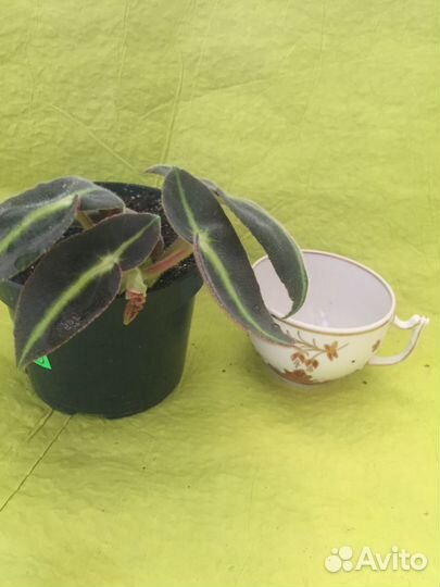 Бегонии сортовые