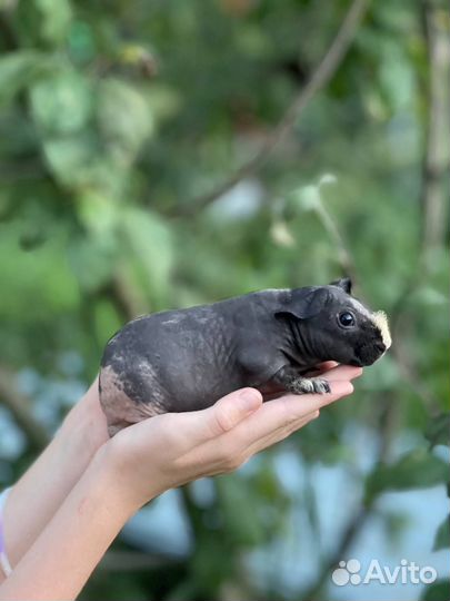 Скинни морская свинка малыши