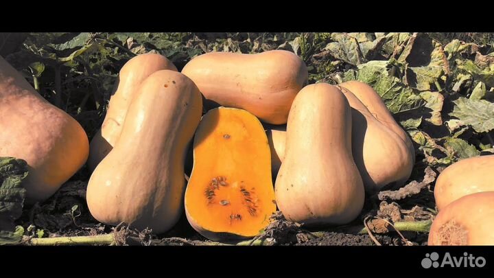 Тыква матильда