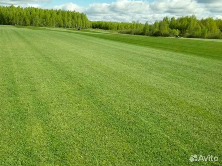 Рулонный газон
