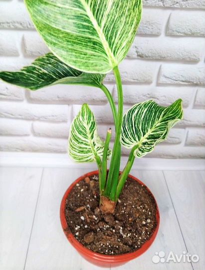 Филодендроны сортовые