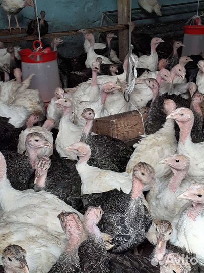 Индюки индюшата