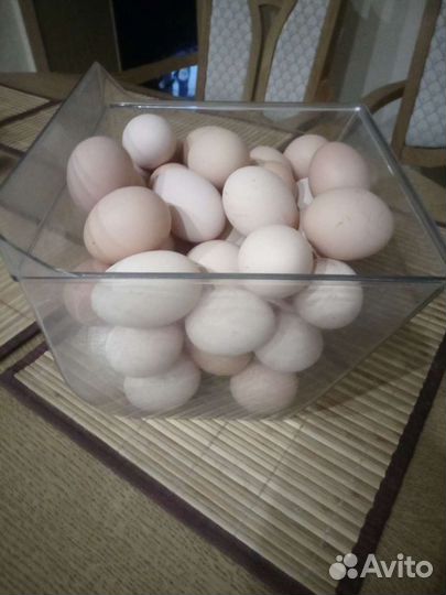 Яйца куриные, цессариные