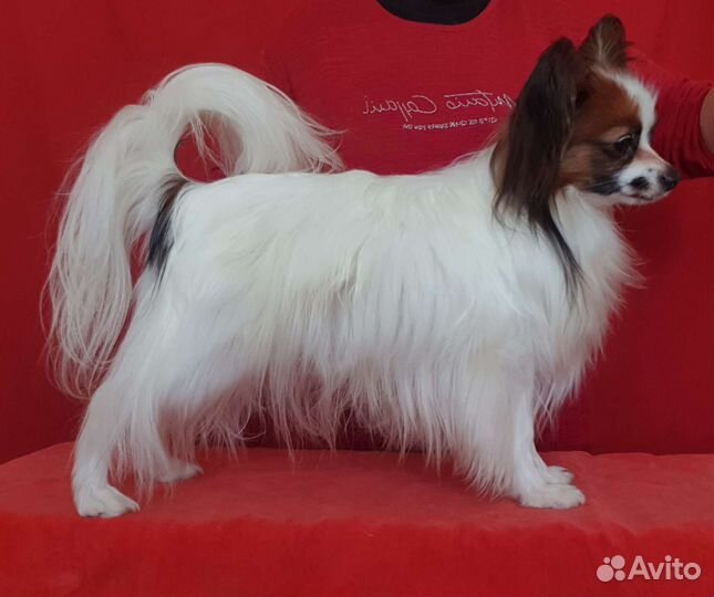 Папийон кобель