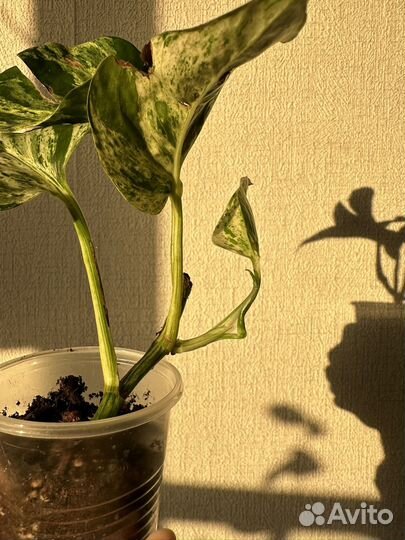 Сциндапсус марбл квин