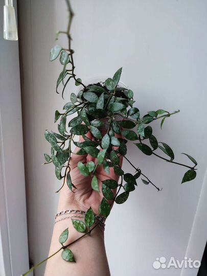 Хойя (крупные укорененные черенки)