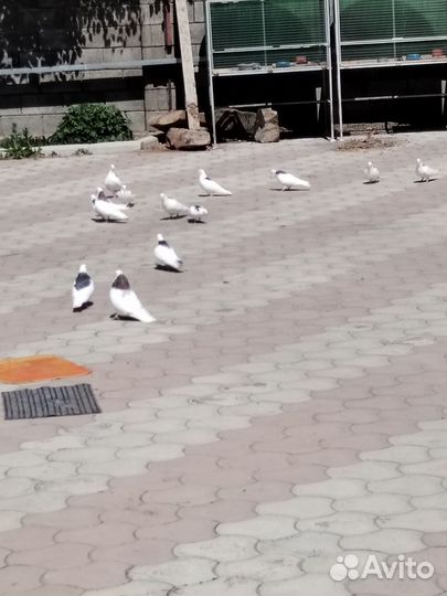 Пермские голуби