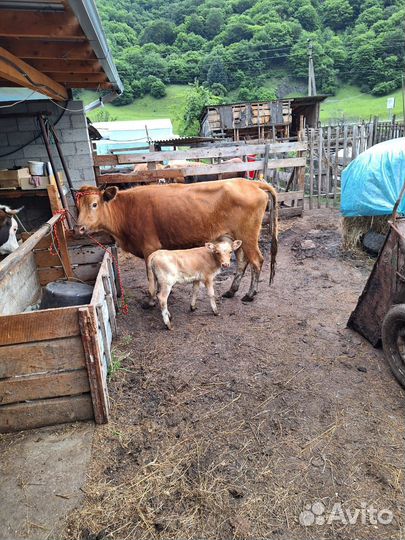 Корова молодая