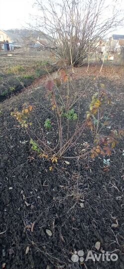 Чайная роза. Сухоцвет. Саженцы