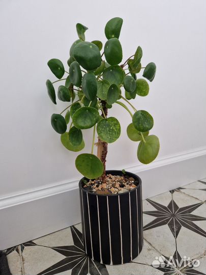 Пилея пеперомиевидная