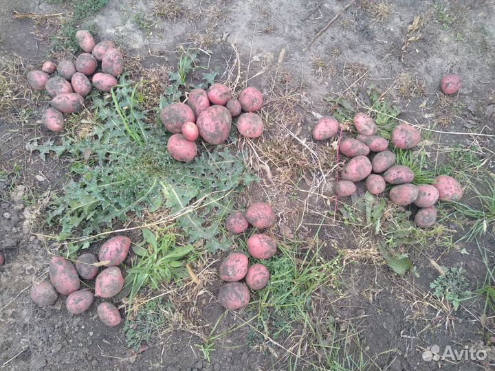Семенной картофель сорт Балтик Роуз