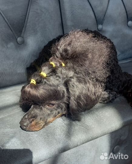 Услуги грумера на дому