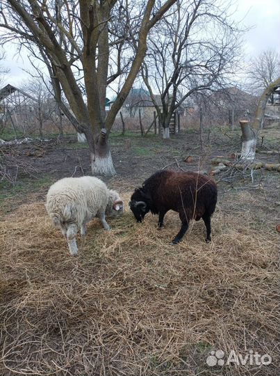 Овцы бараны