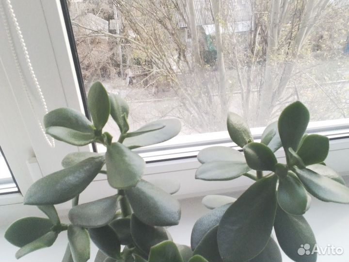 Цветок толстянка
