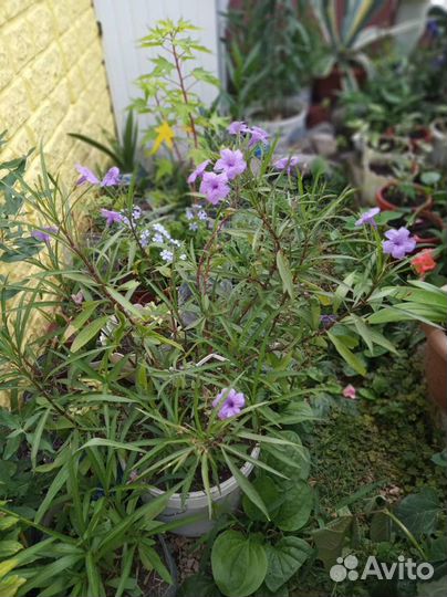 Руэллия (олеандр голубой)