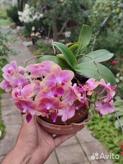 Орхидея, Олеандр, Амариллис, Фиалка и др