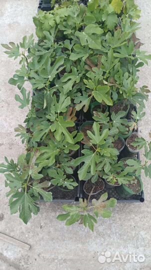 Вегетирующие саженцы винограда с зкс