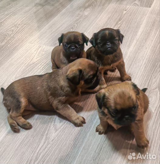 Девочка Пти- брабансон/Брюссельский гриффон