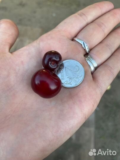 Семена и саженцы вишен. вишни разные