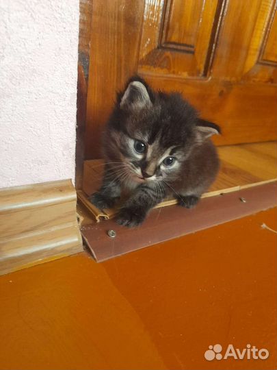 Кошки бесплатно