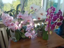 Орхидеи фаленопсис домашнего цветения