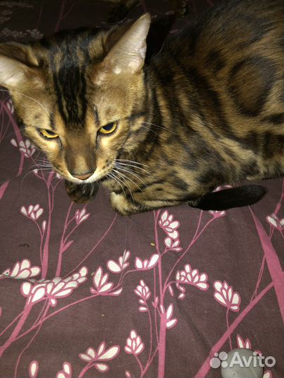 Бенгальская