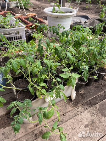 Помидоры на посадку