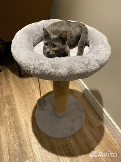 Новая когтеточка для кошек