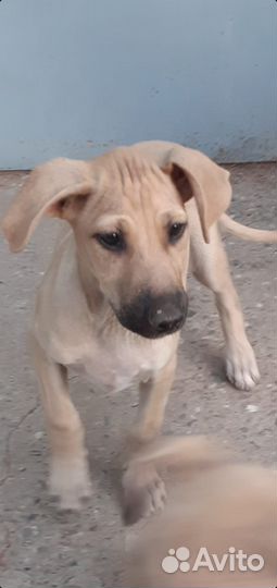 Щенки. Подростки. Все мальчики. Ищем ручки