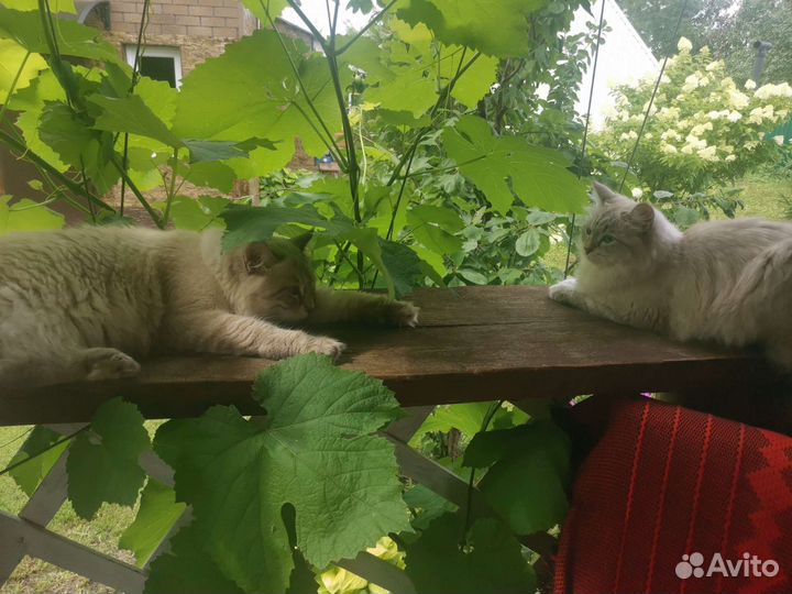 Кот на вязку