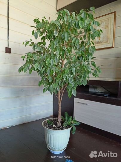 Комнатные растения