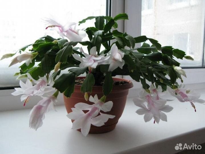 Декабрист белый