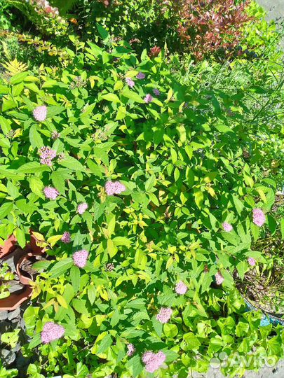 Спирея Японская(взрослый куст)