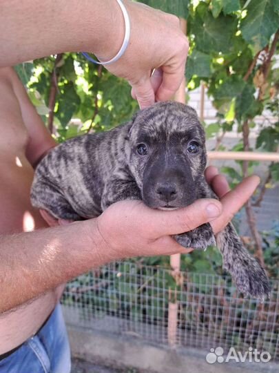 Няньки питбуля