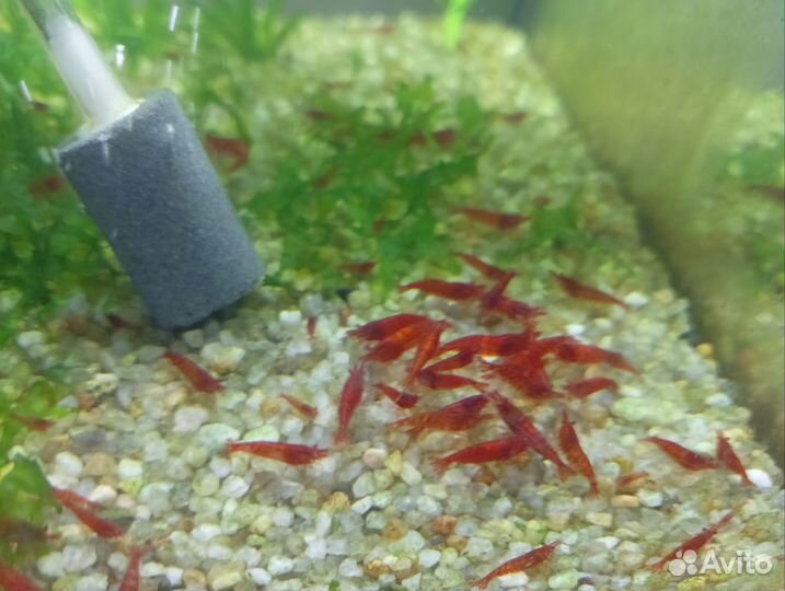 Аквариумная креветка. Красный огонь. Неокардина