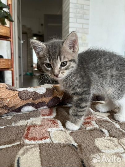 Отдам котят в добрые руки бесплатно