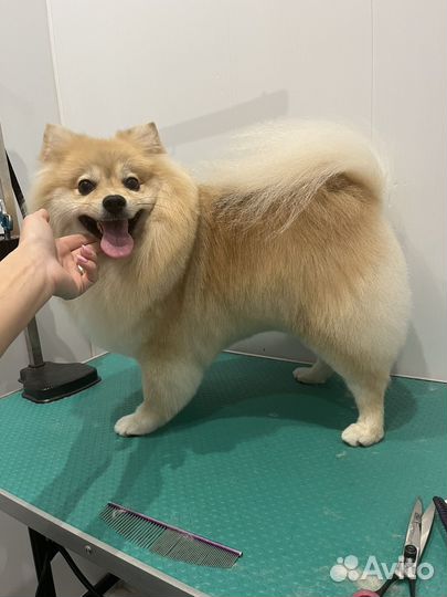 Груминг,стрижка/вычёсывание собак и кошек