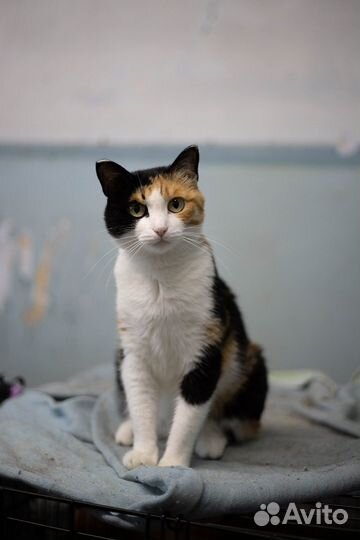 Кошка Алиса