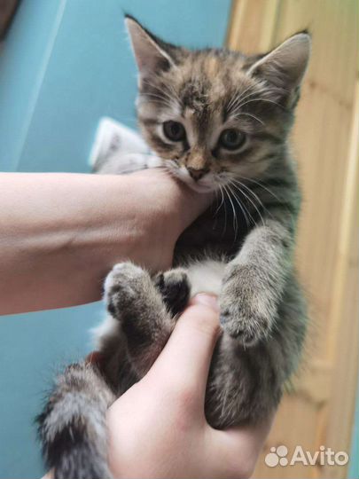 Котята в добрые руки бесплатно