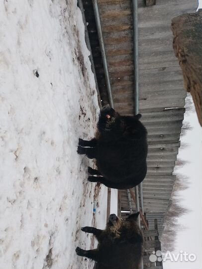 Дикий кабан
