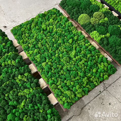 Панно из мха