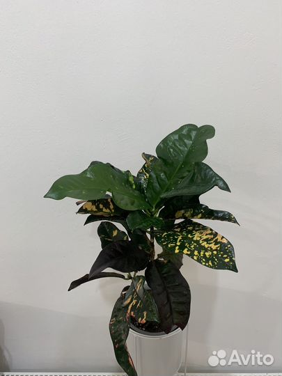 Кодиеум кротон