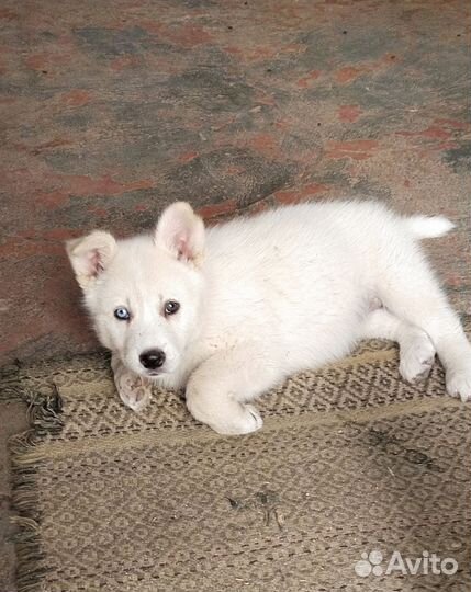 Щенок в добрые руки