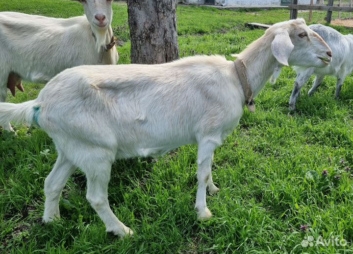 Зааненская дойная коза