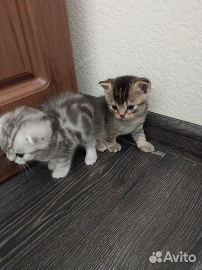 Шотландские котята